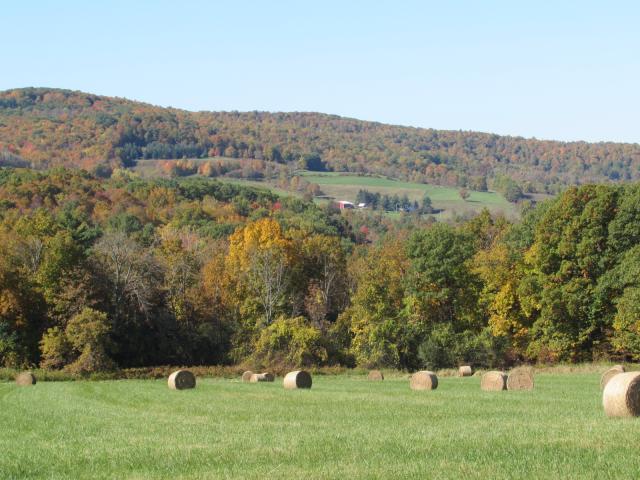 Photo of field with round bales of hay