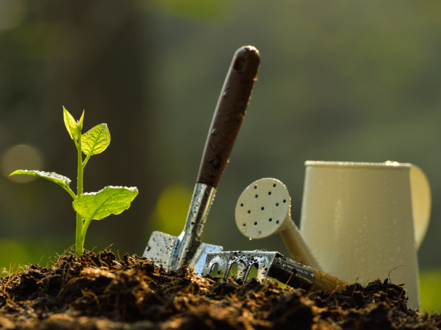 Tree sapling, spade and watering can on fresh soil