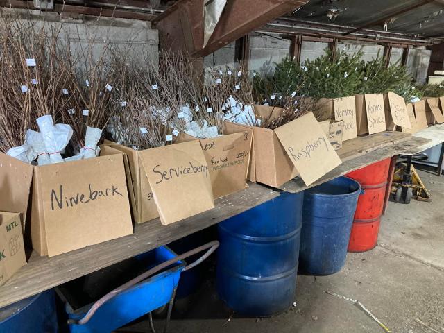 Photo of a table with boxes of tree saplings labeled by their species