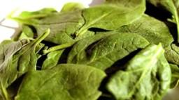 leafy green spinach 